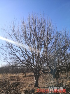 20公分八棱海棠