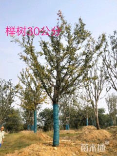 30公分榉树