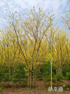 高度400厘米丛生金枝槐