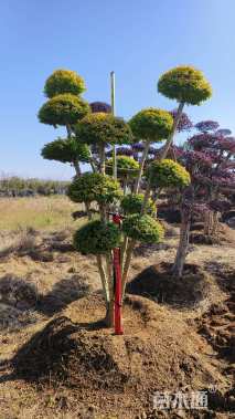 15公分造型亮金女贞