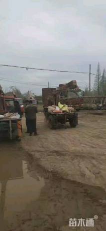 20公分嫁接银杏