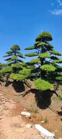 移栽苗造型罗汉松