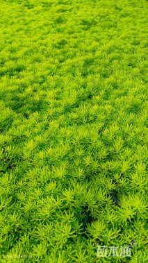 高度12厘米金叶佛甲草