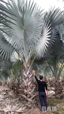 裸干高150厘米霸王棕