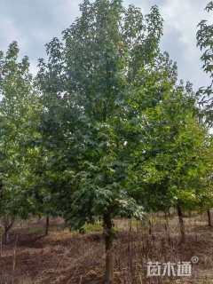 14公分北美枫香