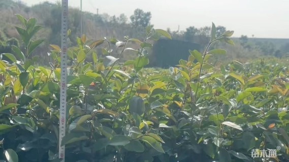 高度40厘米油茶小苗
