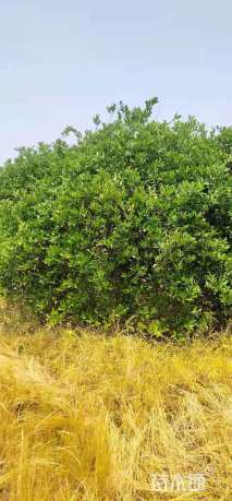 高度4厘米丛生胡柚