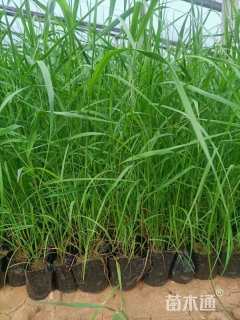 容器苗芦苇