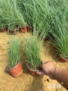 高度50厘米粉黛乱子草