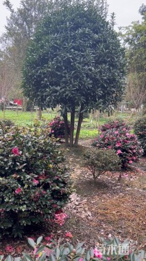 高度400厘米丛生桂花