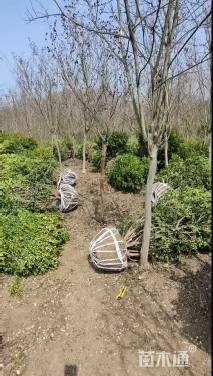 冠幅220厘米瓜子黄杨球