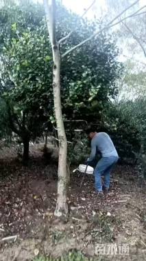 高度400厘米茶花