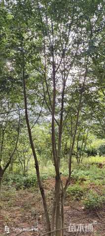 25公分(4杆)丛生朴树