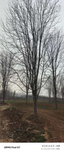 30公分美国红枫