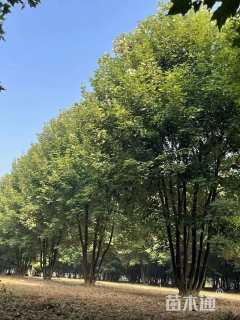 高度300厘米丛生美国红枫