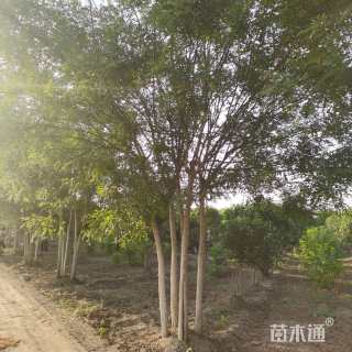 高度7厘米丛生国槐