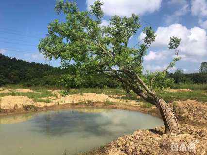 30公分造型乌桕