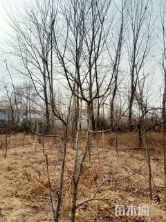 高度2000厘米金翠香梨