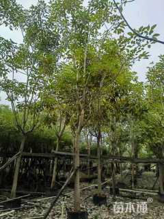 12公分红花风铃木