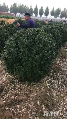 冠幅200厘米小叶女贞球