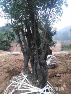 高度50厘米金弹子