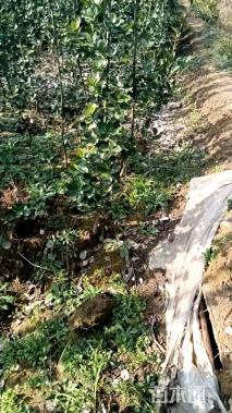 高度40厘米北海道黄杨