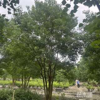 8公分(4杆)丛生乌桕