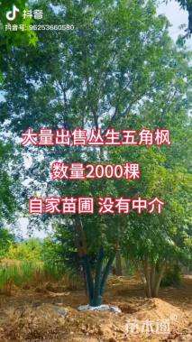 高度800厘米丛生五角枫