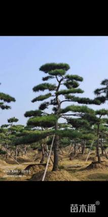 17公分造型黑松