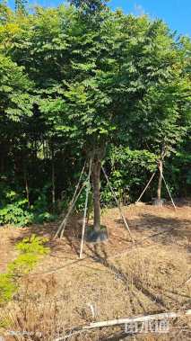 20公分台湾栾树