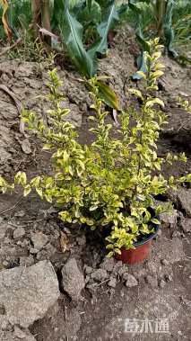 大杯苗亮晶女贞小苗