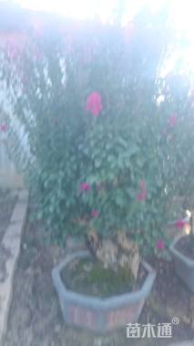 30公分小叶紫薇