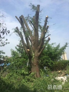 25公分嫁接银杏