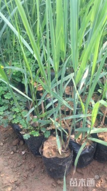 高度30厘米芦苇