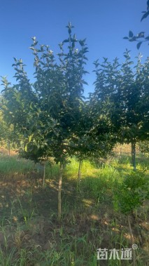 高度260厘米木本绣球