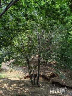 35公分(4杆)丛生榉树