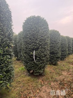 高度200厘米茶梅