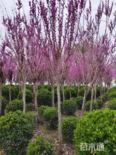 高度250厘米紫荆