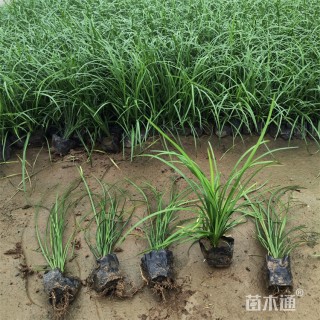 高度35厘米细叶麦冬草