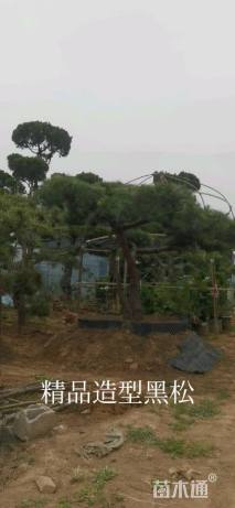 移栽苗造型罗汉松