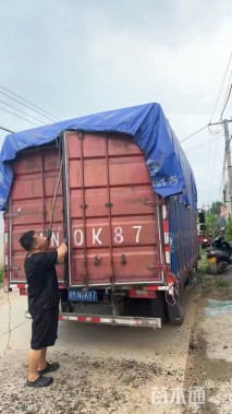 高度40厘米小兔子狼尾草