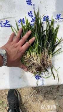 高度15厘米苦草