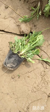 高度10厘米冰岛虞美人