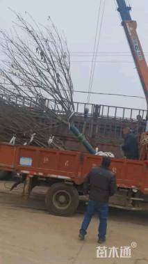 20公分日本晚樱