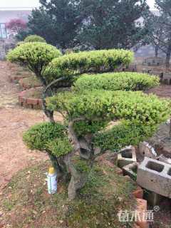 30公分造型赤楠