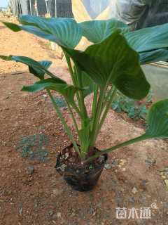 高度25厘米玉簪