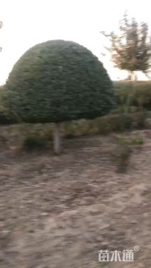 高度320厘米卫矛球