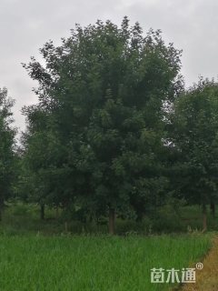 20公分美国红枫