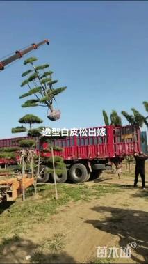 高度10厘米白皮松