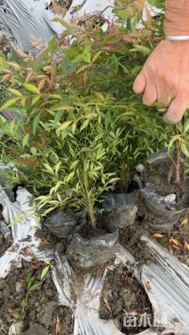 高度30厘米南天竹